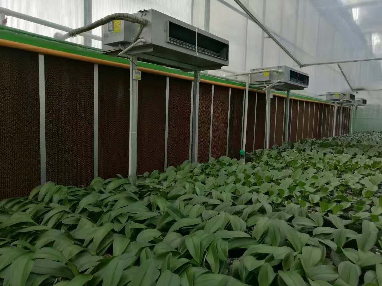 降溫水簾溫室大棚車(chē)間通風(fēng)降溫水簾